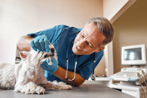 Best Weekend Emergency Dental Services in Argos, IN